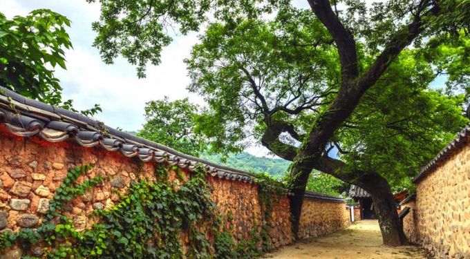 산청 부부 회화나무, 도내 유일‘올해의 나무’ 선정