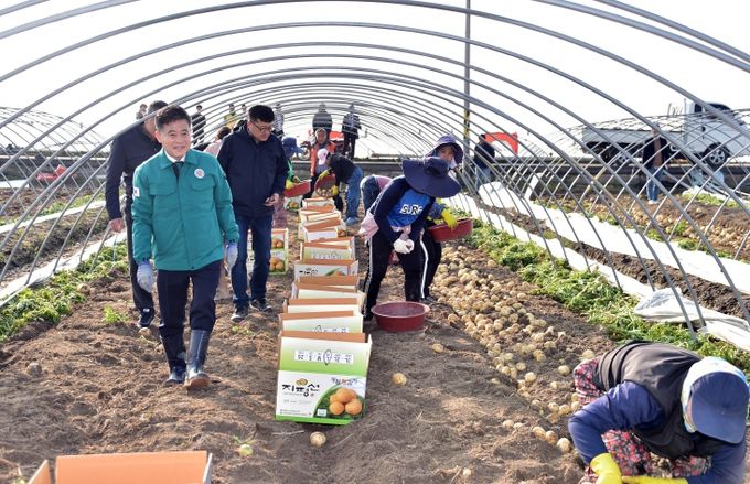폭설과 강풍을 이겨낸 광활감자 수확 본격 시작