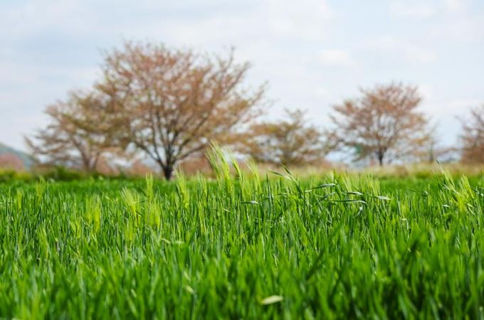 칠서 생태공원 청보리‧작약축제로 떠나볼까요