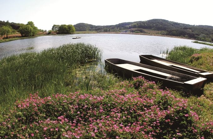 우포늪 전경사진