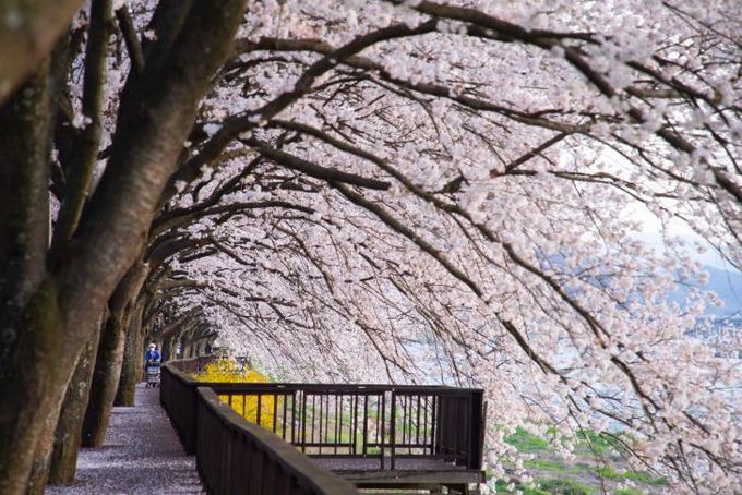남도한바퀴 봄코스 사진