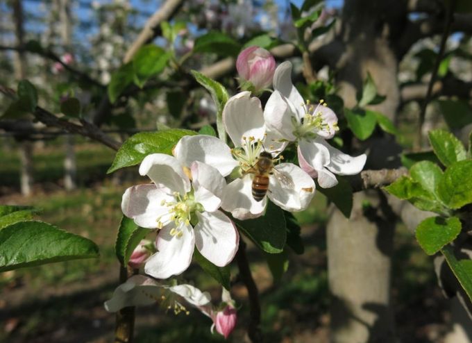 사과 개화기 적과제(세빈) 안전 사용 당부