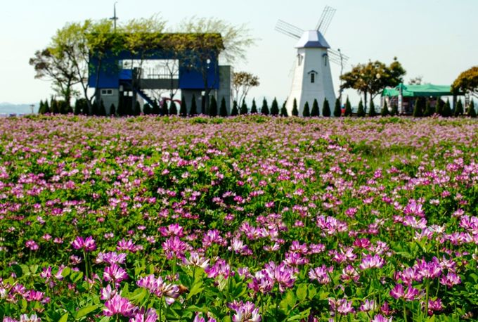 사천시 대표적인 관광명소 무지갯빛 해안도로 자운영 보랏빛으로 물들다!