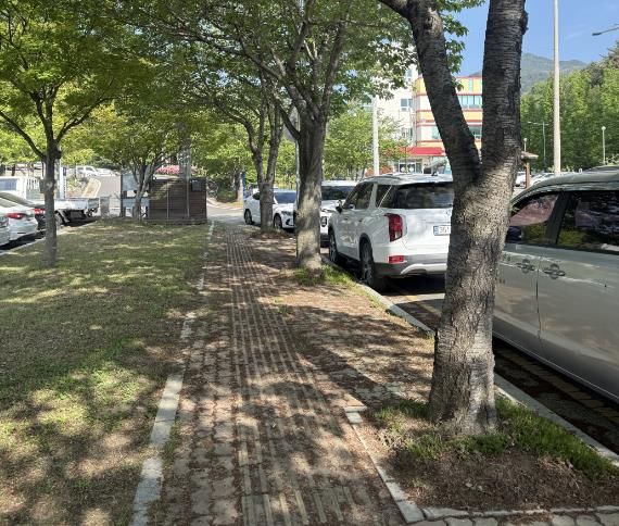 돌출 뿌리 정비사업 실시 완료