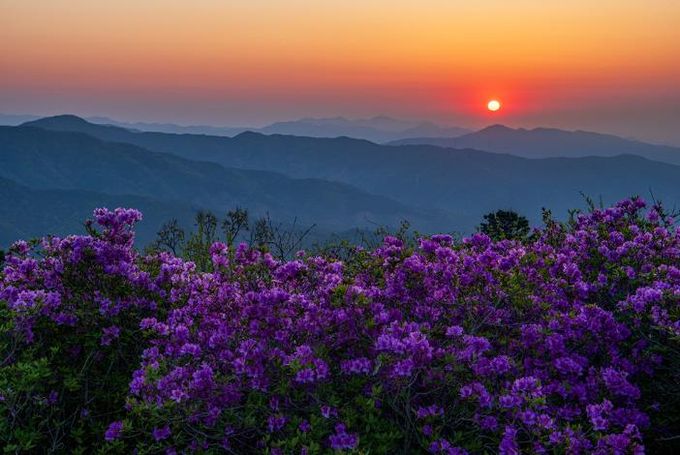 백운산 국사봉, 진분홍 철쭉 ‘절정’ - 관광과(장엄한 국사봉 일출(25. 4. 29. 촬영)