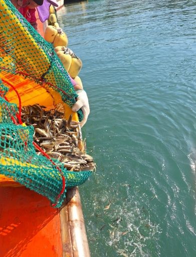 사천시, 쥐노래미 첫방류, 수산종자 방류사업 본격 추진