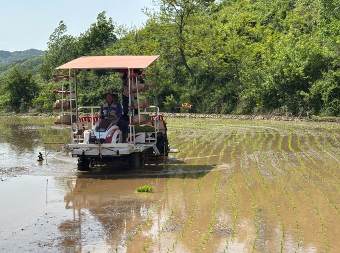 산청군 차황면 올해 첫 모내기