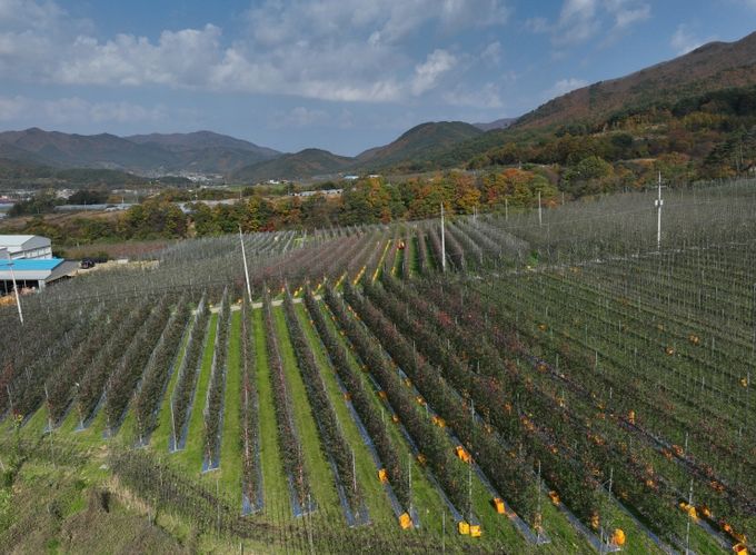 산불 피해 과수농가 최우선 지원