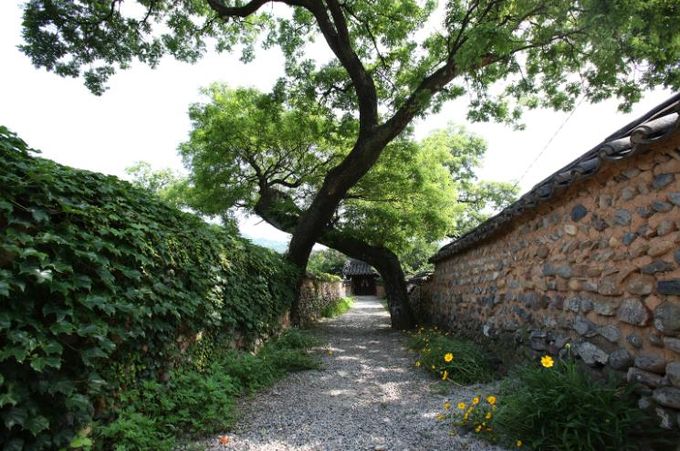 산청 남사예담촌 부부 회화나무