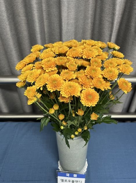 경북도 육성 국화‘옐로우볼엔디’우수품종상