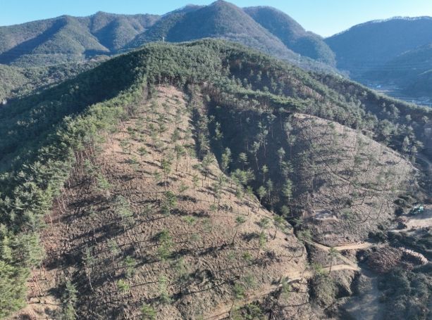 미래 세대를 위한 “함안군, 2025년 춘기 조림사업”추진
