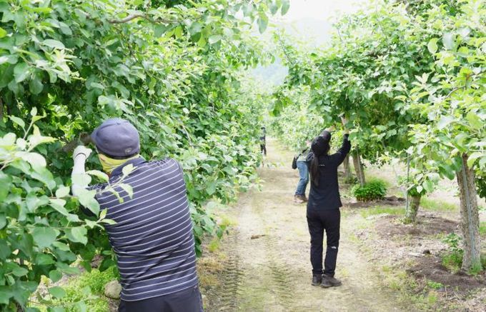 청송군, 봄철 농촌일손돕기로 일손부족 농가 지원
