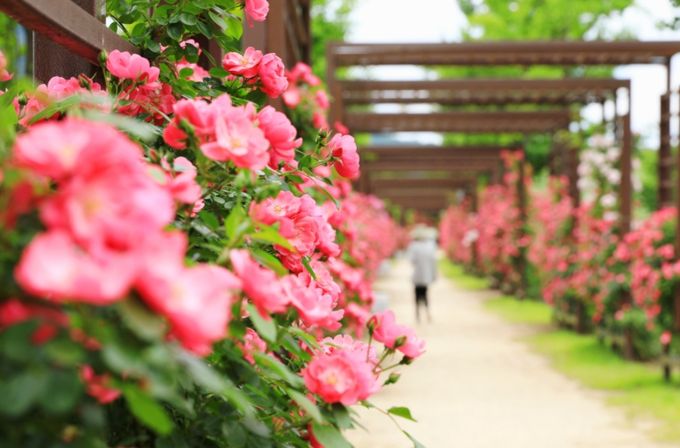 장미꽃 흔날리는 합천군, 주민과 직장인들의 산책 쉼표