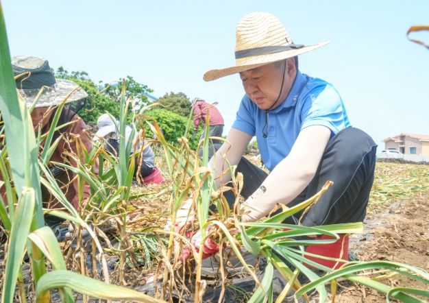 마늘농가 일손돕기