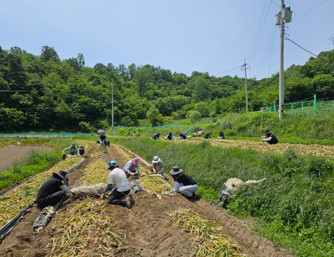 합천군, 미래성장활력과 농촌일손돕기