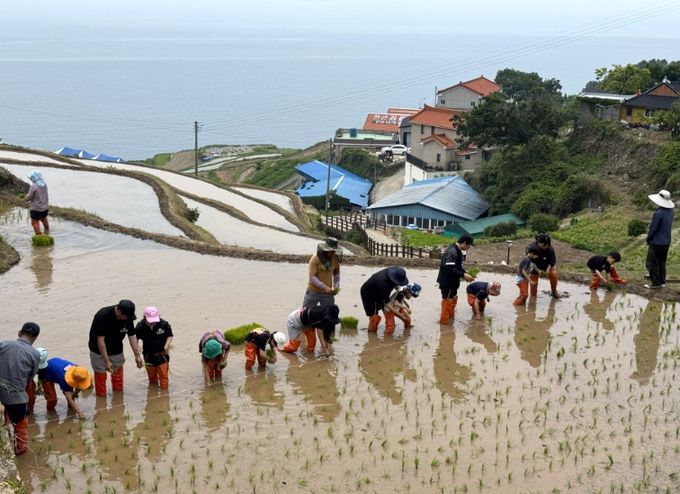 다랑논 손 모내기부터 정겨운 새참까지