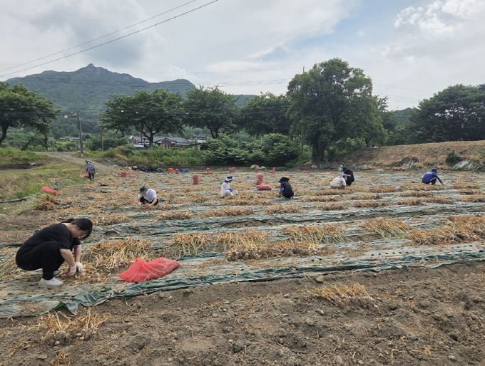 금산군청 산림녹지과 직원들 농촌일손돕기