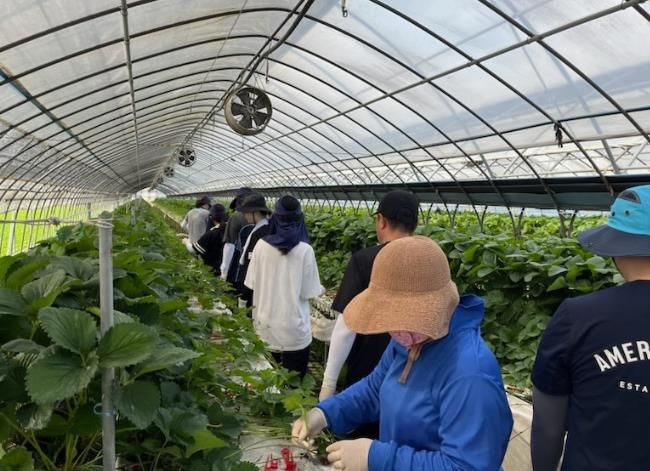 부안 상서면, 딸기 모종 정리 작업 농촌 일손 돕기 실시