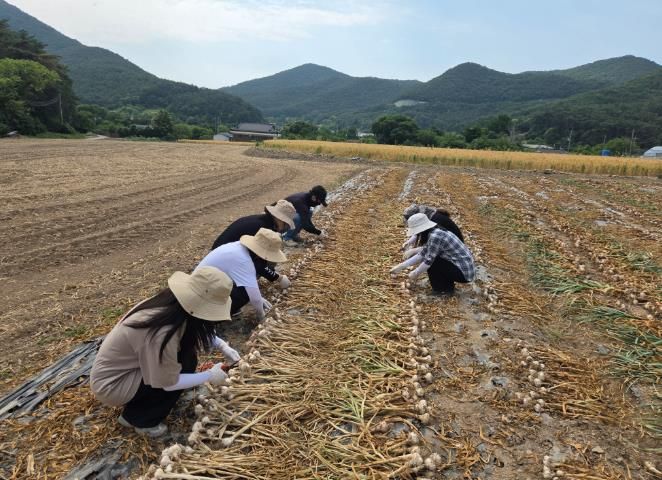 부안군 기획감사담당관실, 영농철 일손 부족 농가 일손 돕기 추진