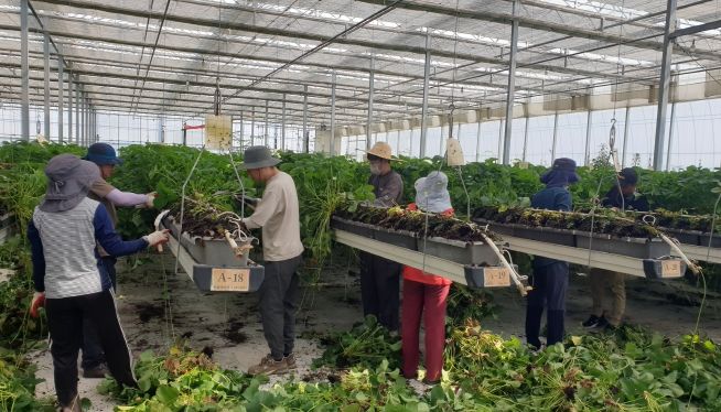 김제시 교통행정과 농촌일손돕기 봉사활동