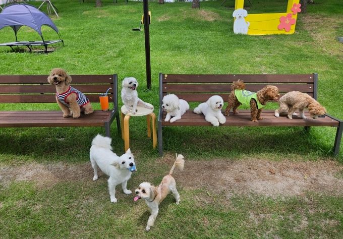 순천만국가정원 犬과함께’ 행사