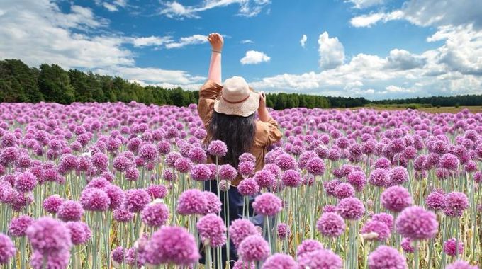 작천 코끼리마늘