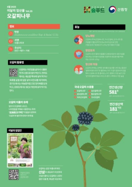 6월 이달의 임산물오갈피나무 포스터