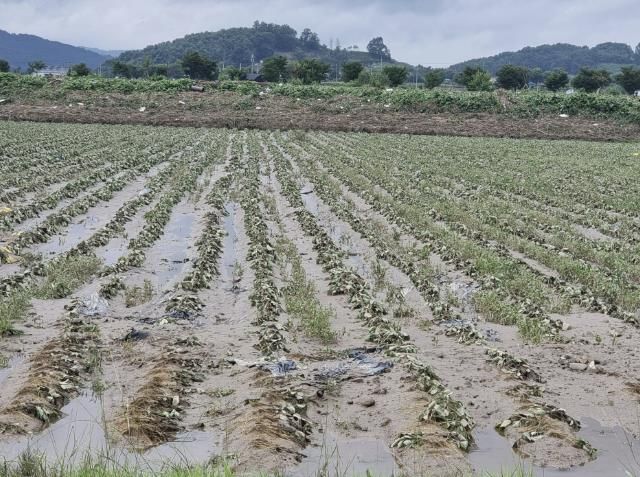 괴산군, 장마철 대비 농작물 관리 당부