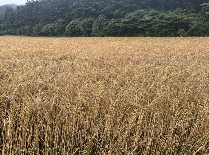 트리티케일 전경