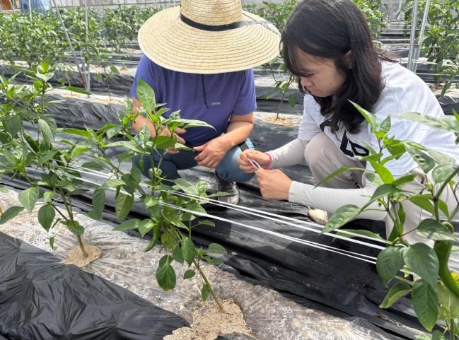 의성군, 고추 바이러스 현장 진단 서비스 본격 실시