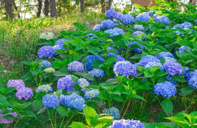 서구는, 지금! 수국 만개