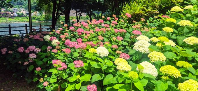 대전 대덕구 “대청공원에 수국이 활짝