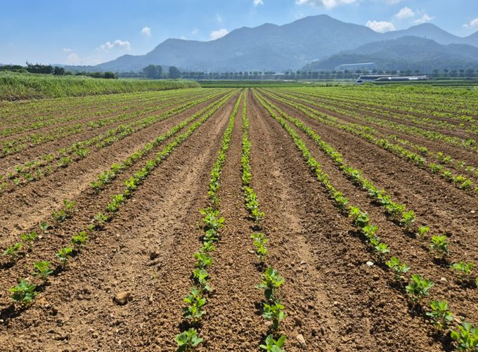 병해충•잡초 선제 방제로 콩 안정생산