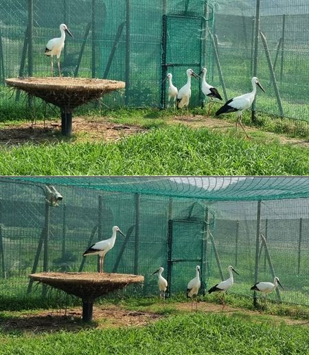 2025년 황새 유조 명칭(네이밍) 시민참여 공모전