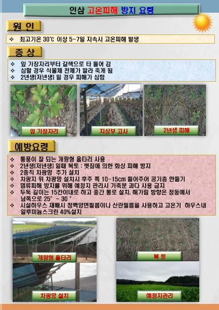 인삼 고온피해 방지 요령