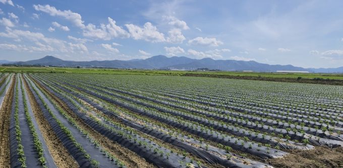 이모작 공동영농 개시