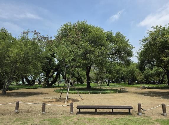 성주군 성밖숲 왕버들 보존과 생태경관 개선 박차