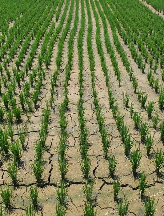 1. 천안시 성환읍 한 농가에서 중간물떼기를 진행하고 있다.