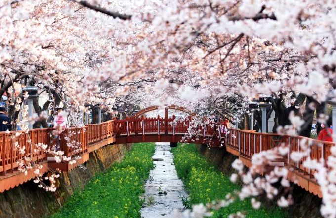 창원특례시, 진해군항제 최초로 주관단체 공개모집 실시