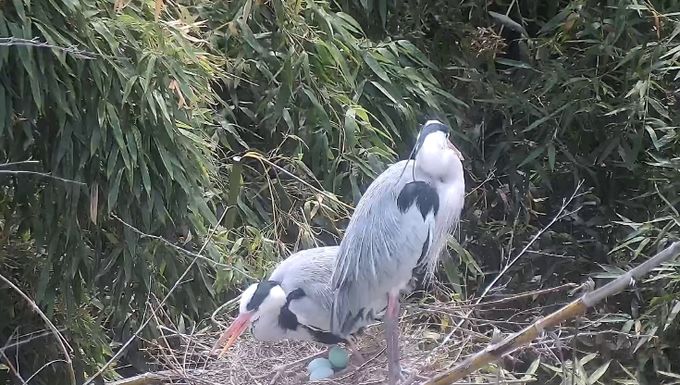 왜가리 번식 과정