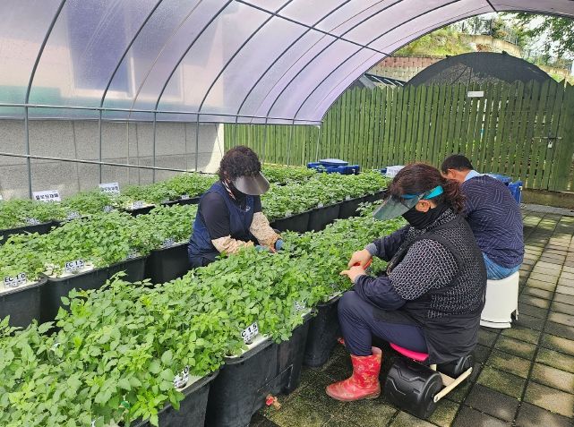 경로당도 스마트팜 시대! 고령농 맞춤 수경재배장치 개발