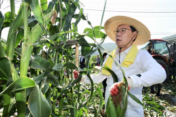 괴산군, 2025 괴산대학찰옥수수 첫 출하 행사 개최