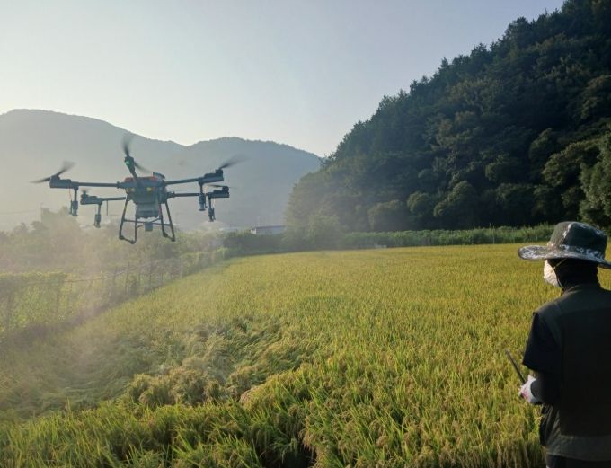 드론 항공방제 실시로 벼 병해충 선제적 대응