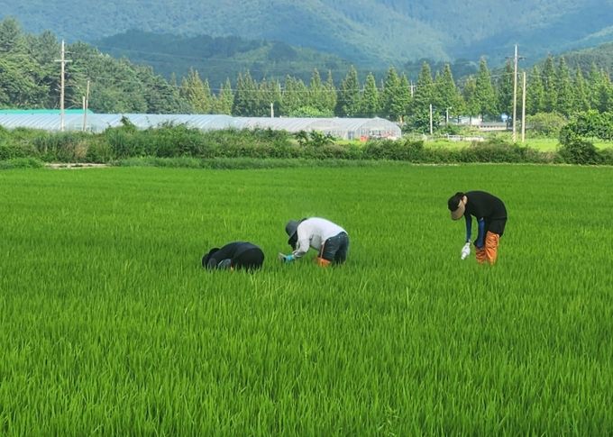 벼 병해충 예찰