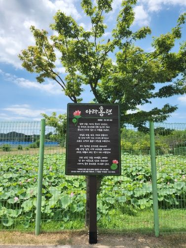 함안박물관, 이달균 시인 작품 ‘아라홍련’ 야외 전시