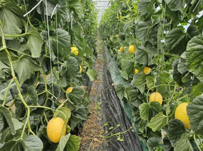 해남군, 황제에게 진상되던‘하미 멜론’첫 선 올해 조기출하 기술 시범사업 실시, 지역재배 여건 유리