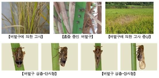 고성군 지난해보다 빨리 날아온 ‘벼멸구’ 제때 방제 철저
