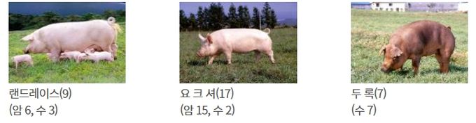2025년 도입 캐나다 씨돼지 품종
