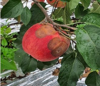 과수 탄저병 피해증상