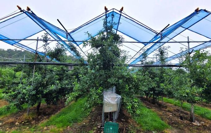 사과 일소피해 예방 차광망 설치